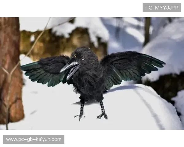 乌鸦进攻火力十足,防守端同样稳固,乌鸦的攻击方式 乌鸦进攻火力十足,防守端同样稳固,乌鸦的攻击方式